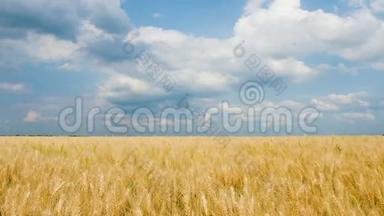 玉米黄金麦田，蓝天白云